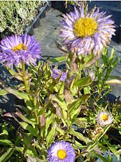 Erigeron speciosus 