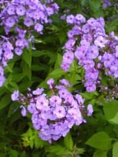 Phlox paniculata´Violetta´