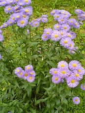 Erigeron hybrida ´Strahlenmeer´