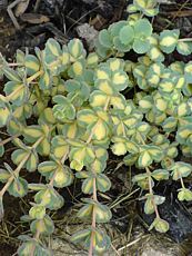 Sedum sieboldii ´Mediovariegata´ Sedum sieboldii ´Mediovariegata´