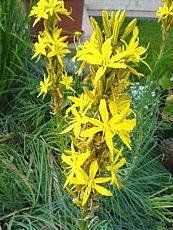 Asphodeline lutea