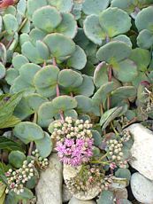 Sedum sieboldii 