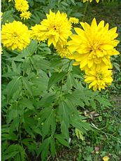 Rudbeckia laciniata´Plena´