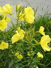 Oenothera fruticosa