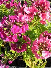 Phlox paniculata