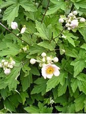 Anemone hupehensis