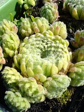 Sempervivum ciliosom var. Borisii Sempervivum ciliosom var. Borisii