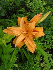 Hemerocallis fulva ´Flore Pleno´ 