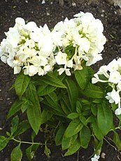 Phlox paniculata ´Alba´