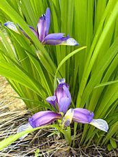 Iris graminea