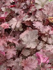 Heuchera americana ´Purple´ 