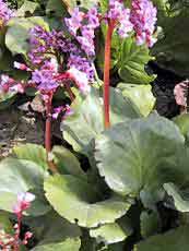 Bergenia cordifolia