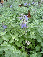 Nepeta faassenii