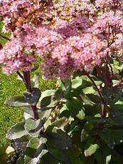 Sedum telephium ´Matrona´ Sedum telephium ´Matrona´