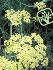 Achillea millefolium ´Credo´