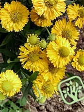 Helenium hybridum ´Double Trouble´