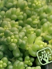 Sedum album var. micranthum Sedum album var. micranthum
