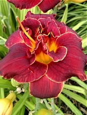 Hemerocallis x hybrida´Night Embers´ 