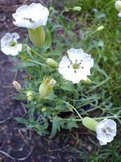 Silene maritima