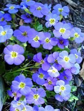 Aubrieta x cultorum ´Blaumeise´