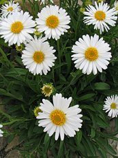 Aster alpinus´Alba´