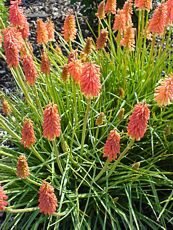 Kniphofia uvaria