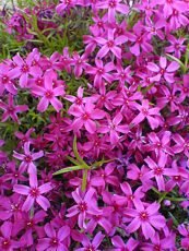 Phlox subulata´Temiskaming´