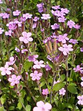 Saponaria ocymoides