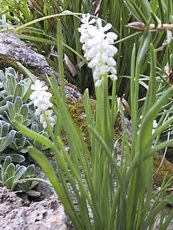 Muscari racemosum´Album´ 