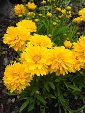 Coreopsis grandiflora ´Early Sunrise´ 