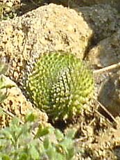 Orostachys spinosus´Cristata´