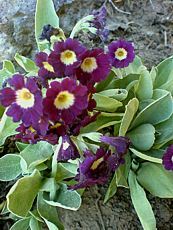 Primula pubescens