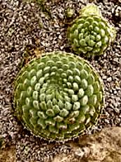 Orostachys spinosus