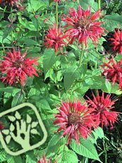 Monarda didyma 