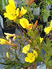 Oenothera tetragona