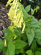 Phygelius aequalis´Yellow Trumpet´