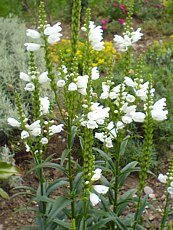 Physostegia virginiana´Alba´