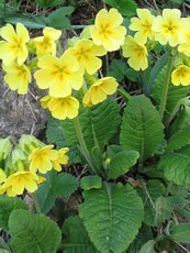 Primula elatior