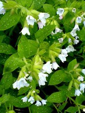 Pulmonaria officinalis ´Sissinghurst White´