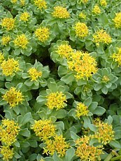 Rhodiola heterodonta