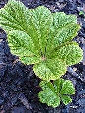 Rodgersia pinnata