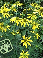 Rudbeckia laciniata