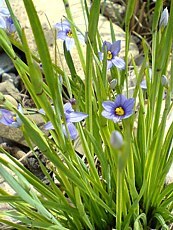 Sisyrinchium angustifolium Sisyrinchium angustifolium