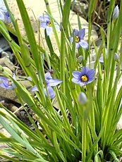 Sisyrinchium angustifolium 