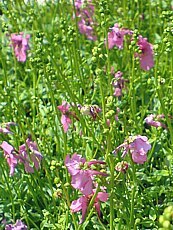 Diascia barberae´Ruby Field´ 