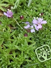 Silene acaulis ´Mount Snowdon´