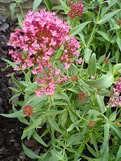 Centranthus ruber ´Coccineus´