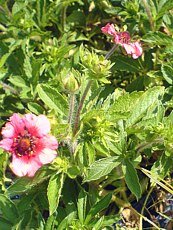 Potentilla nepalensis