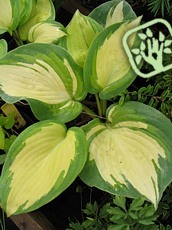 Hosta fortunei ´Gold Standard´ 