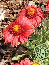 Gaillardia aristata ´Sunburst Burgundy´